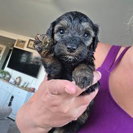 Donatello - Sable male Cockapoo puppy in Ellensburg, Washington from Dawn to Dusk Cockapoos