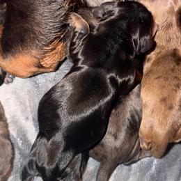 Bailey - Black and tan female Dachshund puppy in Birchtree, Missouri from Cruzan Dachshunds