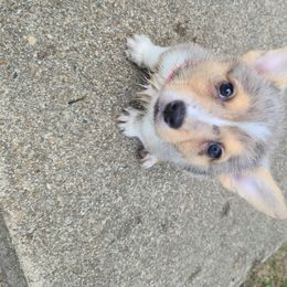 American Corgi Puppies from Spa City Corgis