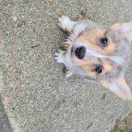 American Corgi Puppies from Spa City Corgis