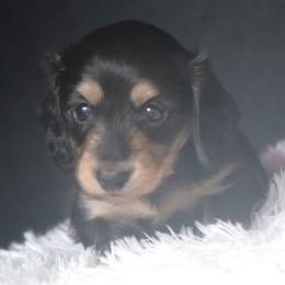Tessa - Black and cream female Dachshund puppy in Azle, Texas from American Dachshunds