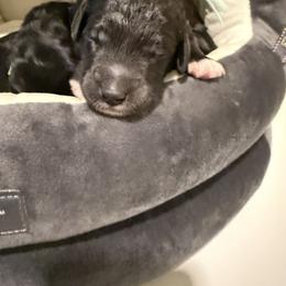 Lime Collar - Black male Goldendoodle puppy in Portland, Tennessee from Happy_Tails_by_TJ