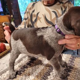 Girl 2 - Liver and white female German Shorthaired Pointer puppy in Chetek, Wisconsin from Susan's German Shorthaired Pointers