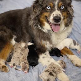 Sofie - Australian Shepherd