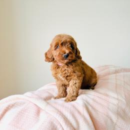 Honey - Red  female Goldendoodle puppy in Elizabethtown, Kentucky from Reddy Poodles & Doodles