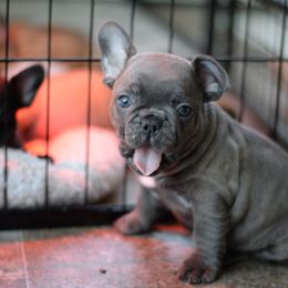 French Bulldog and Goldendoodle Puppies from Fox Run Farm