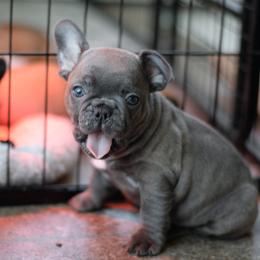 French Bulldog and Goldendoodle Puppies from Fox Run Farm