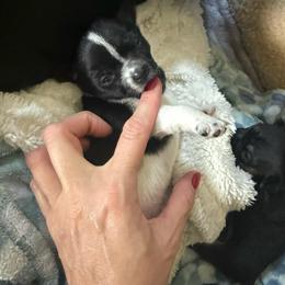 AKC Boy 1 - Black and white male Chihuahua puppy in Anoka, Minnesota from Anoka County MN AKC Chihuahuas