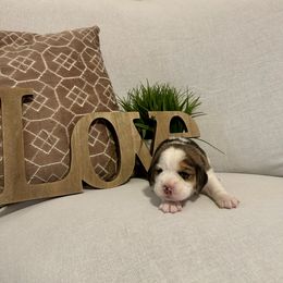 Girl 3 - White black and tan female Beagle puppy in Newman, California from Valley Beagles