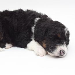 White Lightening - Tri-color male Bernedoodle puppy in Scottsville, Kentucky from Barren River Bernedoodles and Poodles
