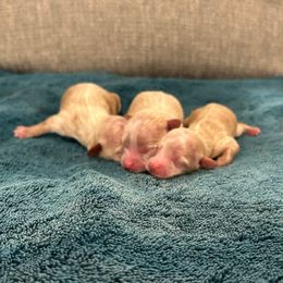 Boy 2 - Gold sable male Havapoo puppy in Surprise, Arizona from Huckleberry Doodles