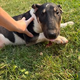 Donut - Black tan and white female Bull Terrier puppy in Colville, Washington from Mark My Words Bull Terriers