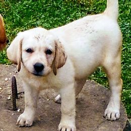 Labrador Retrievers from Circle S Labs