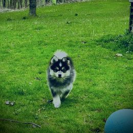 Pomsky Puppies from Royal Palm Pomskies
