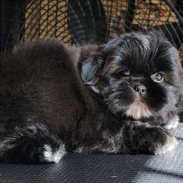 Phoenix - Black and white female Shih Tzu puppy in Memphis, Tennessee from Thorntons Fur Crew