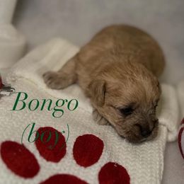 Bongo - Brown male Schnoodle puppy in Monroe, North Carolina from Bred by Brennen