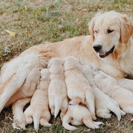 Golden Retriever Puppies from Barb Felt's Golden Retrievers