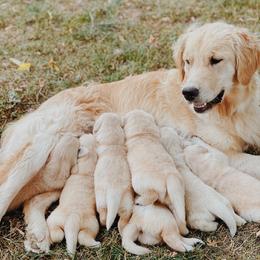 Golden Retriever Puppies from Barb Felt's Golden Retrievers
