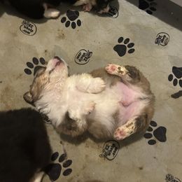 Pembroke Welsh Corgi Puppies from Alegandra’s Pembroke Welsh Corgis