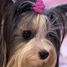 Biewer Terriers and Poodles from Alpha Tiny Paws