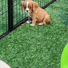 Cavalier King Charles Spaniel Puppies from Penny's from Heaven