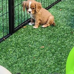 Cavalier King Charles Spaniel Puppies from Penny's from Heaven