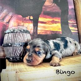 Bingo - Dapple male Dachshund puppy in Duncan, Arizona from Bootheel Doxies