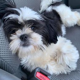 Zoey - Shih Tzu