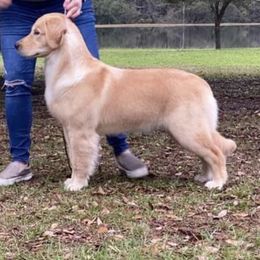Golden Retriever Puppies from Briarcrest Golden Retrievers