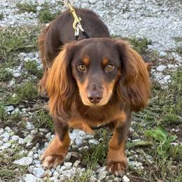 Gus - Chocolate and tan male Dachshund puppy in Industry, Illinois from KDKs Kennels