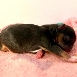 Jose' - Black and tan male Chihuahua puppy in Molino, Florida from Pensacola Chi Garden