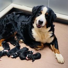 Boy 3 - Black rust and white male Bernese Mountain Dog puppy in Bristol, Tennessee from Holston Hollow Farm