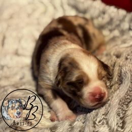 Australian Shepherd Puppies from Double B Aussies
