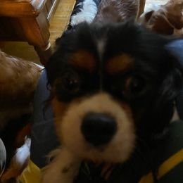 Cavalier King Charles Spaniels from Lori Van Doorn's Cavalier King Charles Spaniel