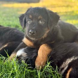 Mountain Dew - Black tri male Miniature Australian Shepherd puppy in Lincoln, California from Country Dreams Mini Aussies