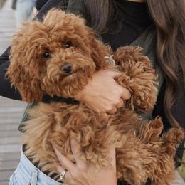 Maltipoo Puppies from Ollie-Pop Paws Breeding