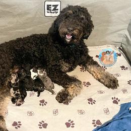 Aussiedoodle, Bernedoodle, Double Doodle, and Goldendoodle Puppies from Dandy Doodle Ranch