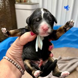 Blue boy - Tri-color male Bernedoodle puppy in Lake, Michigan from 3 King Doodles & Poodles