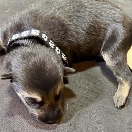 Boy 1 - Black and cream male German Shepherd puppy in Newsoms, Virginia from A Tier Above Shepherds