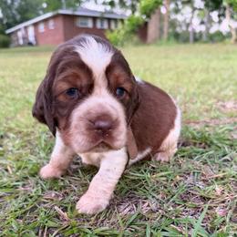Boy 1 light brown collar - Red and white male English Springer Spaniel puppy in Bonifay, Florida from Sherrouse English Springer Spaniels