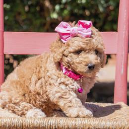 Aussiedoodle and Goldendoodle Puppies from Ever After Doodles Arizona