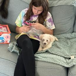 Coton de Tulear and Poodle Puppies from Legacy Pets