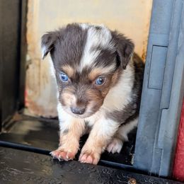 Vangogh - Blue merle male Miniature Australian Shepherd puppy in Lufkin, Texas from Texas Lil Cowdogs