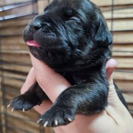 Violet Collar Female - Chestnut brindle female Cane Corso puppy in Lewistown, Montana from Corsi Amore Kennels