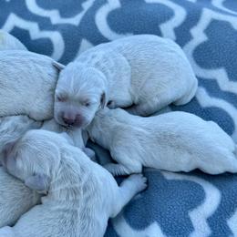 Boy 1 - Light golden male Golden Retriever puppy in Tonasket, Washington from Denzil’s Goldens