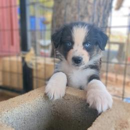Puck - Black tri-color male Australian Shepherd puppy in Dulzura, California from Windsong Ranch Aussies