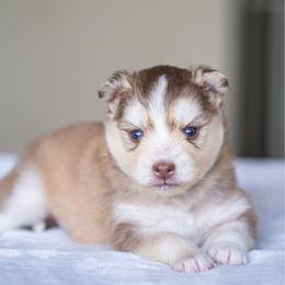 Cardamom - Red and white male Pomsky puppy in San Mateo, California from The Pomsky Garden