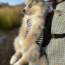 Pomeranian and Pomsky Puppies from Pine and Sea Pomskies