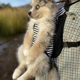 Pomeranian and Pomsky Puppies from Pine and Sea Pomskies