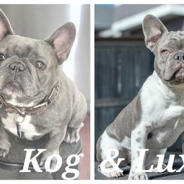 French Bulldog puppies from Mecham Family kennels -MechamFrenchies